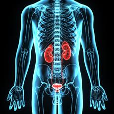 Bladder Diseases